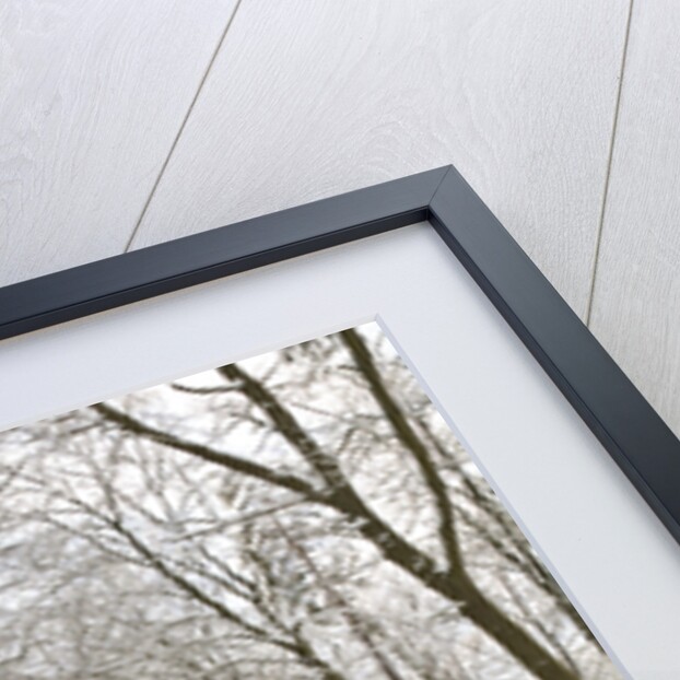 Snow covered footpath in the forest by Assaf Frank